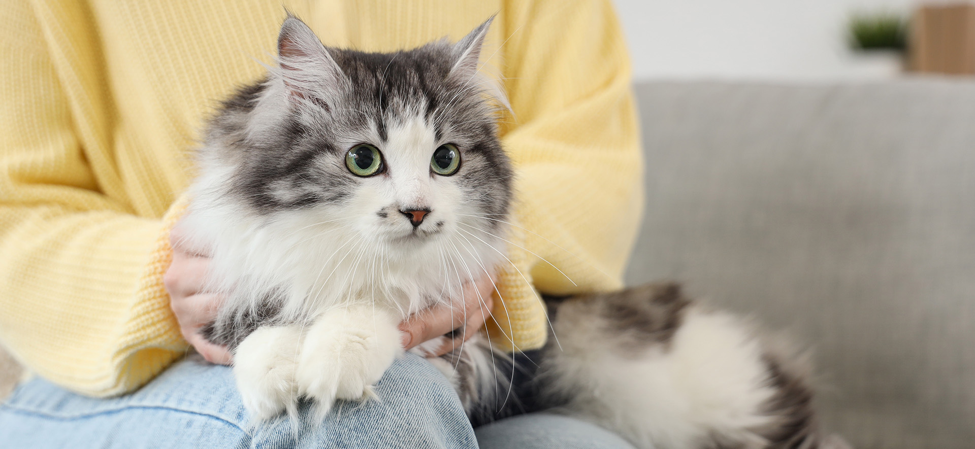 bolas de pelo en gatos tratamiento